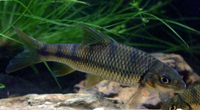 鱼池杀菌不当 提防鱼类中毒