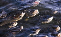 除了缺氧，浮头还会有哪些原因？