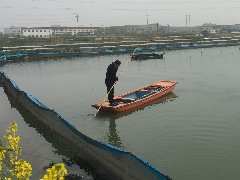 池塘水体浑浊你了解多少？